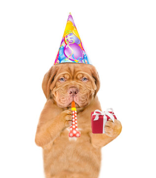 Mastiff puppy wearing party cap blows into party horn and holds gift box. isolated on white background