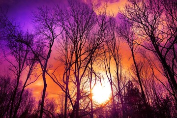 Fototapeta premium sunset in the forest