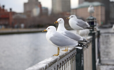 seagull bird in the city on clear sunny day natural summer outdoor day showing environmental freedom