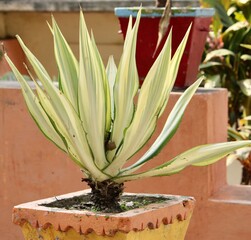 An agave plant with green leaves growing in a pot.