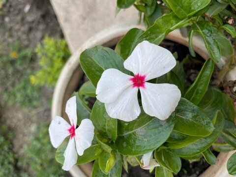 White Catharanthus roseus commonly known as the Madagascar periwinkle