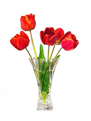 Tulips flowers in glass vase isolated on white background