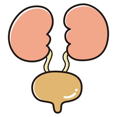 膀胱のイラスト