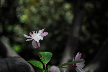 Close up of pistil of a plum flower