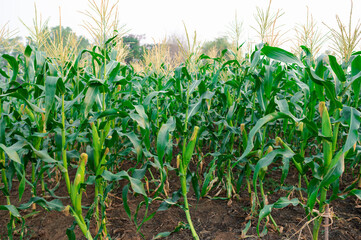 a front selective focus picture of organic young corn field at agriculture farm.