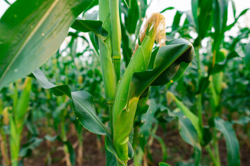 Fototapeta premium a front selective focus picture of organic young corn field at agriculture farm.