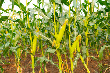 a front selective focus picture of organic young corn field at agriculture farm.