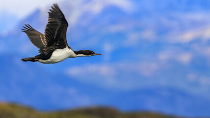 Beagle Channel, Ushuaia, Argentina