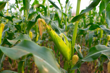 a front selective focus picture of organic young corn field at agriculture farm.