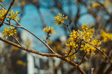 하늘과 산수유 봄 사진