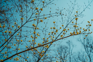 하늘과 산수유 봄 사진
