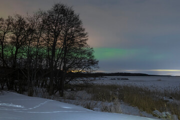 Aurora borealis appear from behind the trees. Leningrad region, Russia