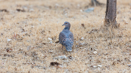 A turtle dove found on the roadside.