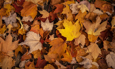 Maple leafs on the ground