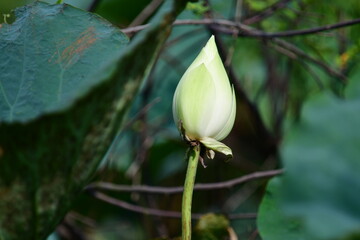 tropical flowers in the park