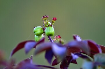 tropical flowers in the park