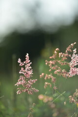 tropical flowers in the park