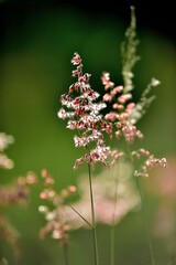 tropical flowers in the park