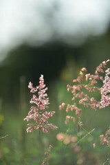 tropical flowers in the park