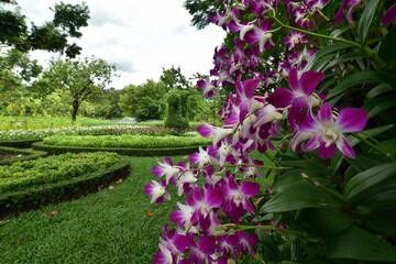 tropical flowers in the park