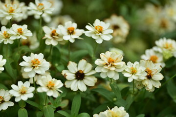 tropical flowers in the park