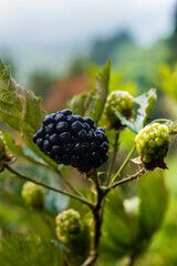 blackberry on the bush