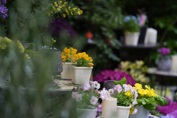 flowers in a garden