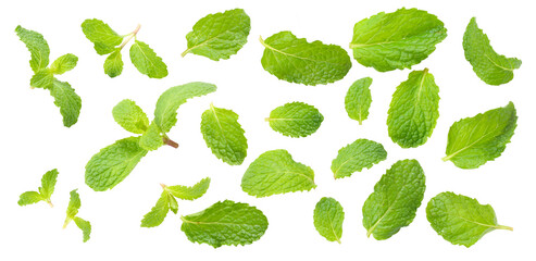 Set of  Mint leaves isolated on white background.