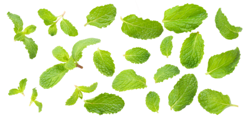 Set of  Mint leaves isolated on white background.