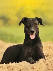 portrait of a dog