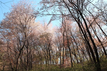 Fototapeta na wymiar a forest full of cherry blossoms