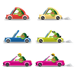 Animal driver, pets vehicle and turtle happy in car