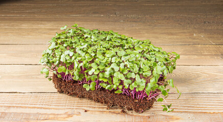 Growing microgreens. Young shoots of cabbage, ready to eat, on a wooden table. Rustic style