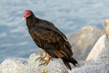 Jote de cabeza colorada (Cathartes aura)