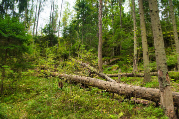 Tree lies in pine forest, Park Mon Repos, Vyborg, Russia