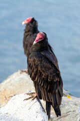 2 Jotes de cabeza colorada (Cathartes aura)