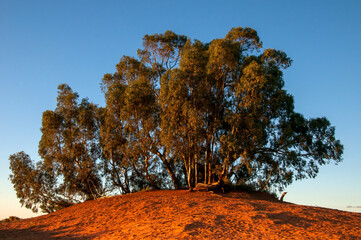 Wentworth Australia, stand of eucalyptus trees on sand dune at dusk