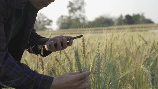 Young male farmer using tablet and laptop to analyze barley field and agricultural products for research.