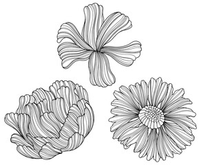 Abstract flowers isolated on white. Hand drawn line illustration.