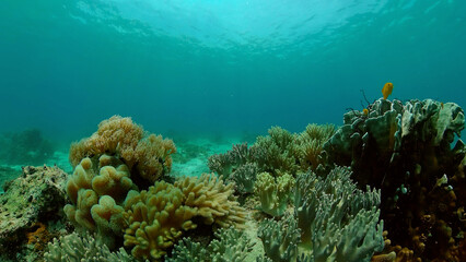 Fototapeta na wymiar Reef Coral Tropical Garden. Tropical underwater sea fish. Colourful tropical coral reef. Philippines.