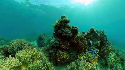Beautiful underwater landscape with tropical fishes and corals. Life coral reef. Philippines.