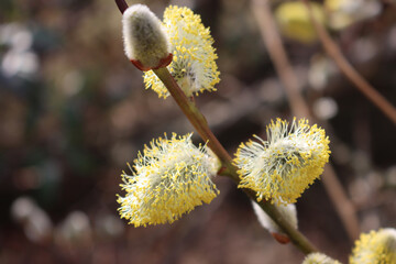 Close-up of Goat Willow or Salix caprea tree with yellow flowers on early springtime