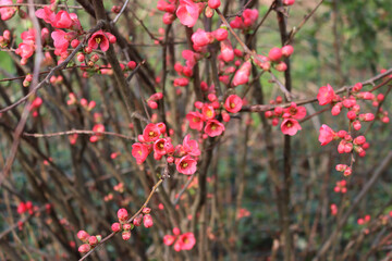 Cydonia or Chaenomeles japonica bush withl pink flowers. Japanese quince in bloom
