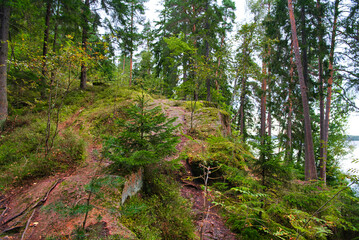Beautiful pine forest in Park Mon Repos, Vyborg, Russia