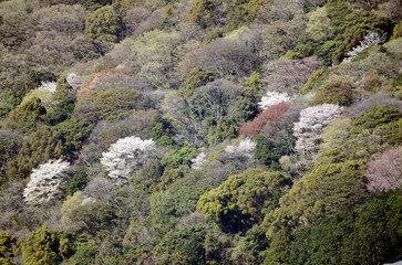 Fototapeta na wymiar 里山と桜