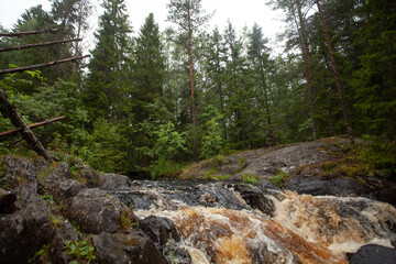 Fototapeta na wymiar River in forest, fast water flow