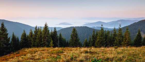 Morning view of forested mountains and spruce trees. Carpathian mountains, Ukraine.