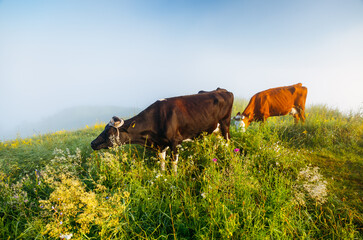 Red and black Holstein cows are grazing on a morning meadow.