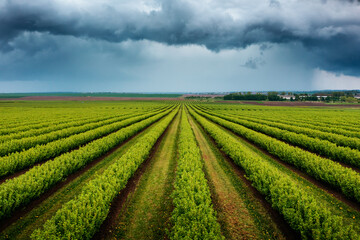 Fototapeta na wymiar Splendid scene of green rows of black currant bushes and dark storm clouds.