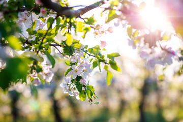 White flowers of a blooming apple tree on a sunny day close-up.